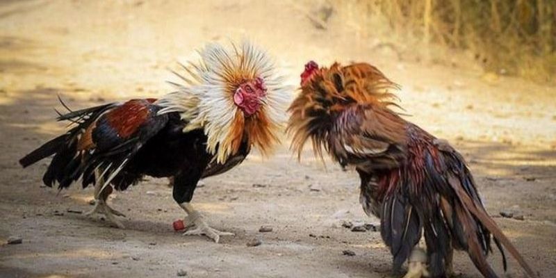 Lý do đá gà TR88 có sức hút với mọi hội viên