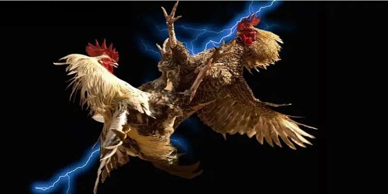 Đặc điểm ngoại hình của một thế gà đá xạ giỏi