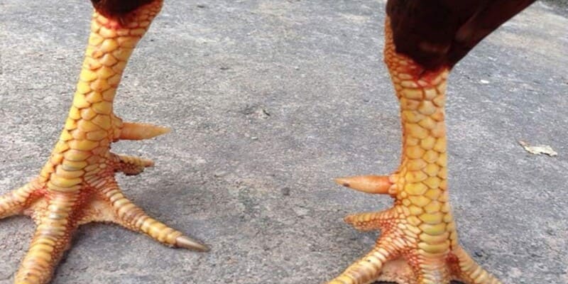 Vảy gà chọi độc là gì