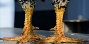 Vảy Gà Chọi Độc - Các Cách Nhận Diện Đơn Giản, Dễ Áp Dụng